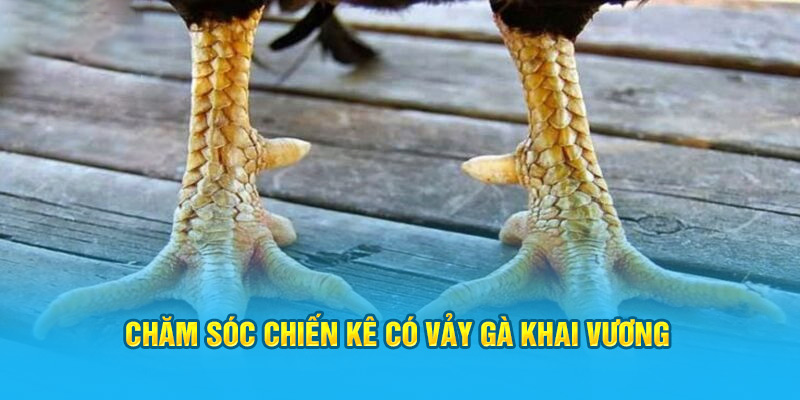 Chăm sóc vảy gà khai vương