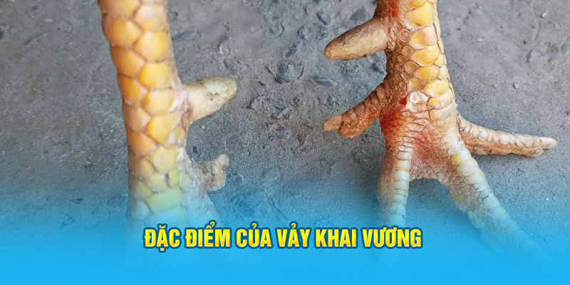 Đặc điểm của vảy khai vương