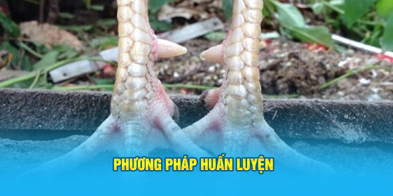 Phương pháp huấn luyện