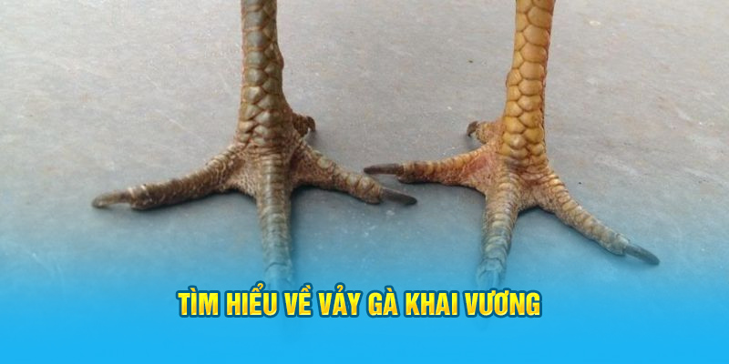 Tìm hiểu về vảy gà Khai Vương