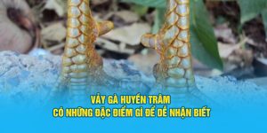 vảy gà Huyền Trâm