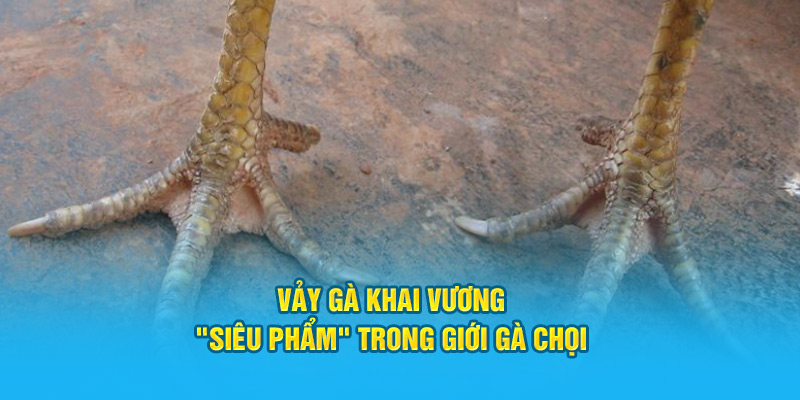 Vảy gà khai vương